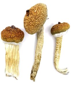 Blue Meanie strain dried botanical specimens displaying slender stalks and distinct blue tinted highlights
