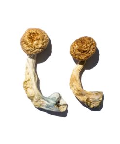 broad distinct golden cap structure on a Cambodian Gold fungal specimen