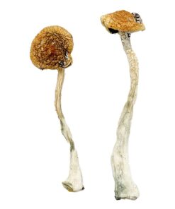 Costa Rican Blue strain dried botanical specimens displaying slender stalks and distinct blue tinted caps