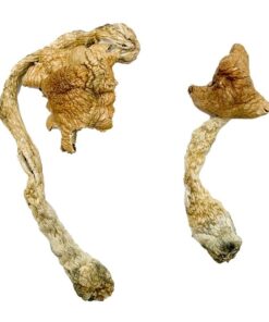Entheogen Explosion strain dried botanical specimens displaying dense stalks and distinct caps