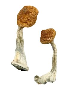Ghelga strain dried botanical specimens displaying slender stalks and distinct tan caps
