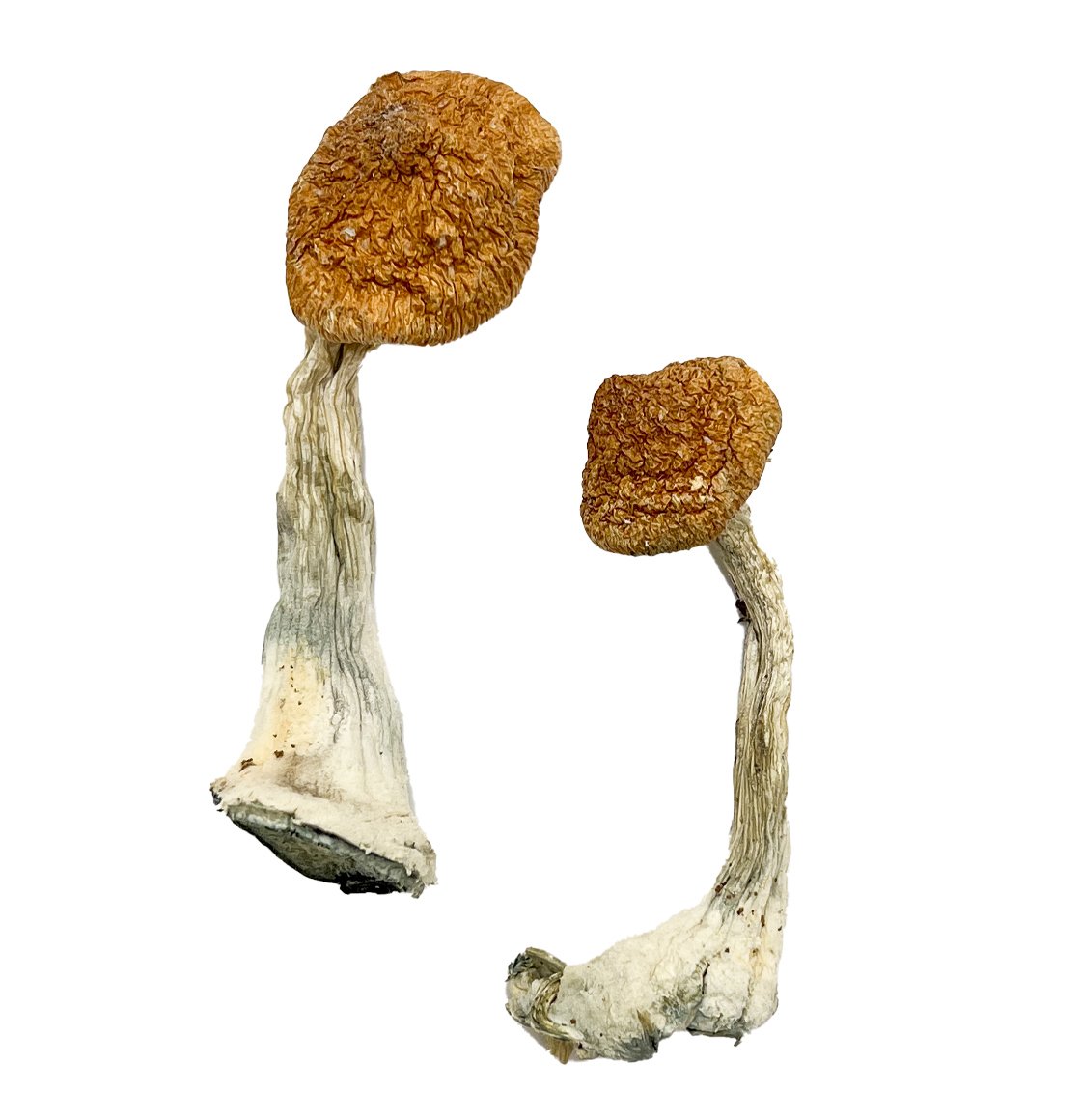 Ghelga strain dried botanical specimens displaying slender stalks and distinct tan caps