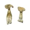 Leucistic Burma strain dried leucistic fungal specimens displaying slender ivory stalks and pale caps