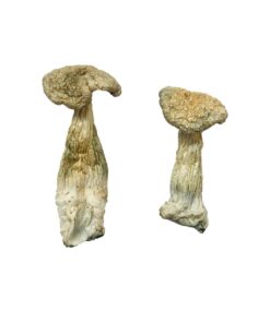 Leucistic Burma strain dried leucistic fungal specimens displaying slender ivory stalks and pale caps