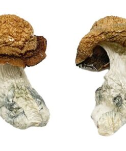 flat pale cap structure on a Makilla Gorilla fungal specimen
