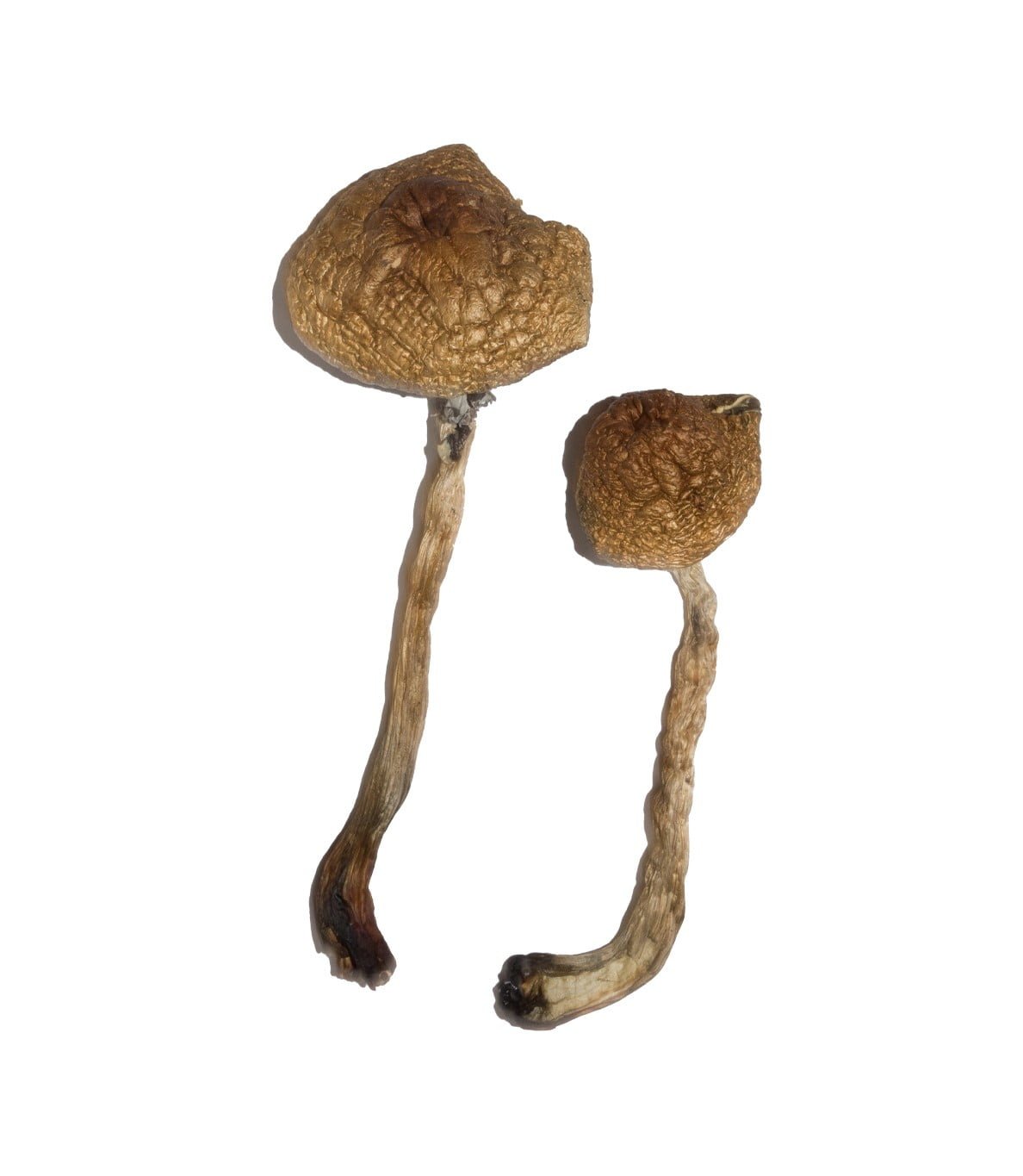 Malabar strain dried botanical specimens displaying slender stalks and distinct flat tan caps