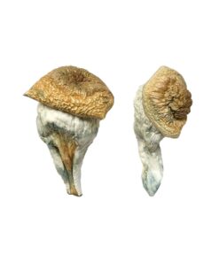 Mystery Fatass strain dried botanical specimens displaying characteristically thick dense stalks