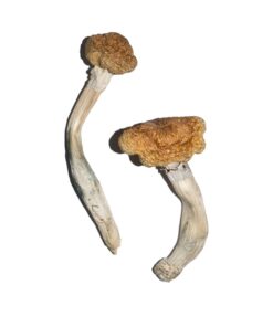dense golden brown cap structure on a Vietnamese fungal specimen