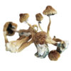 Premium gourmet Blue Foot strain fresh fungal specimens with iconic lilac hued stalks