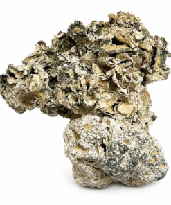 Enigma strain dried dense fungal cultures displaying a unique coral like growth structure
