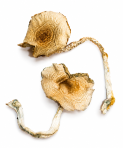 Golden Teachers strain dried botanical specimens displaying slender stalks and caramel caps
