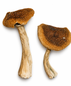 Wavy Caps strain dried botanical specimens displaying distinctive undulating chestnut brown caps